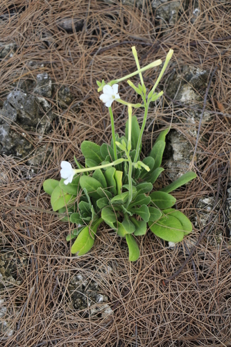 Nicotiana fragrans observed 2024-01-17