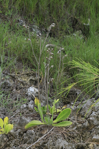 Nicotiana fragrans observed 2024-01-17