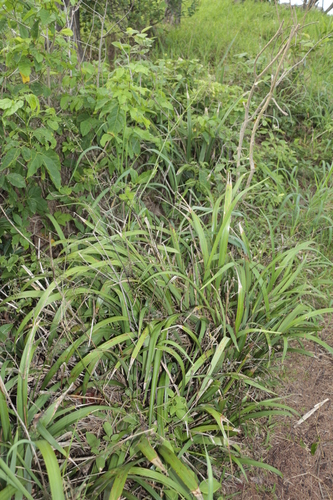 Dianella adenanthera observed 2024-01-17