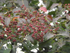 Tetradium glabrifolium