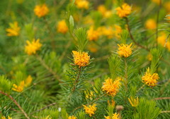 Persoonia acerosa
