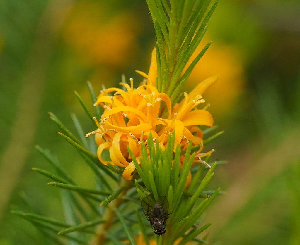 Prostrate Geebung