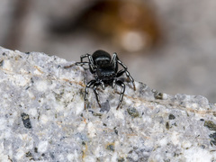 Heliophanus potanini