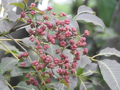 Tetradium glabrifolium