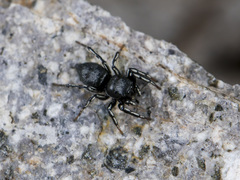 Heliophanus potanini