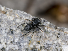 Heliophanus potanini