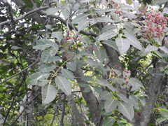 Tetradium glabrifolium