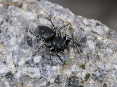 Heliophanus potanini