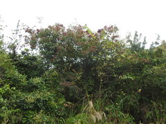 Tetradium glabrifolium