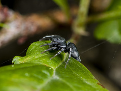 Heliophanus potanini