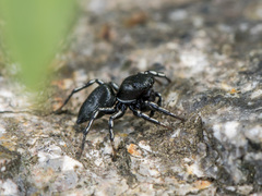 Heliophanus potanini