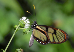 Ithomia lagusa peruana