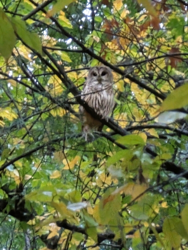 View observation of {o.common_name} on iNaturalist