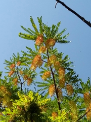 Alvaradoa amorphoides