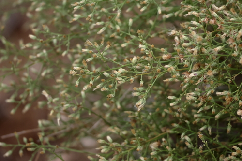 short-leaved baccharis (Baccharis brachyphylla)