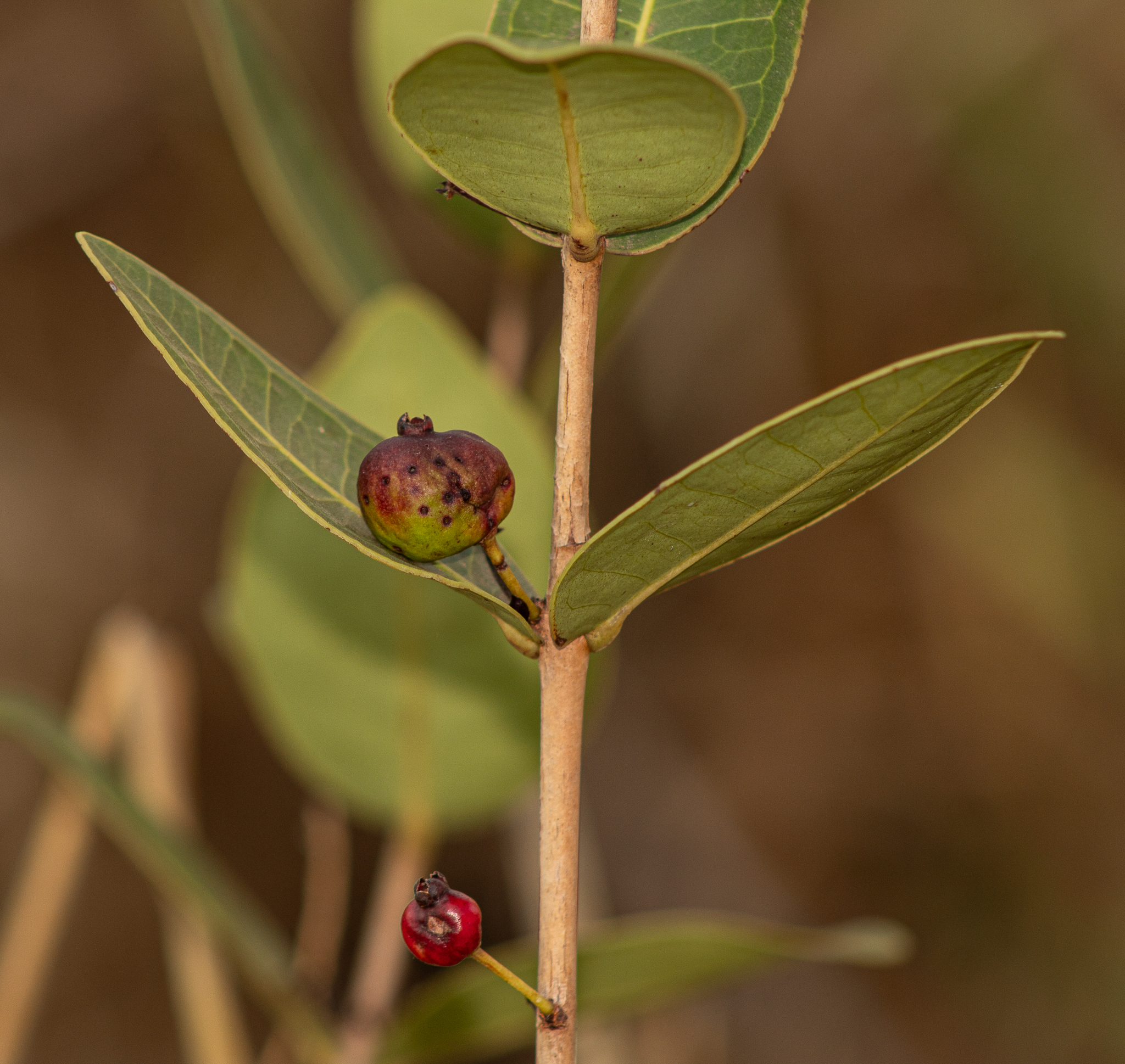 Eugenia bimarginata