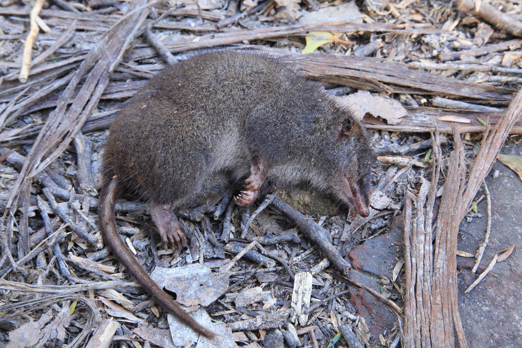 Tasman Peninsula Dusky Antechinus