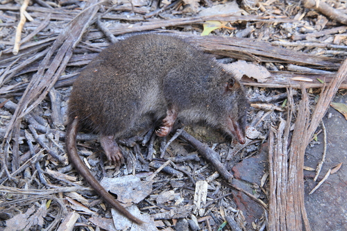 Tasman Peninsula Dusky Antechinus (Antechinus vandycki) — Endangered Mammalia