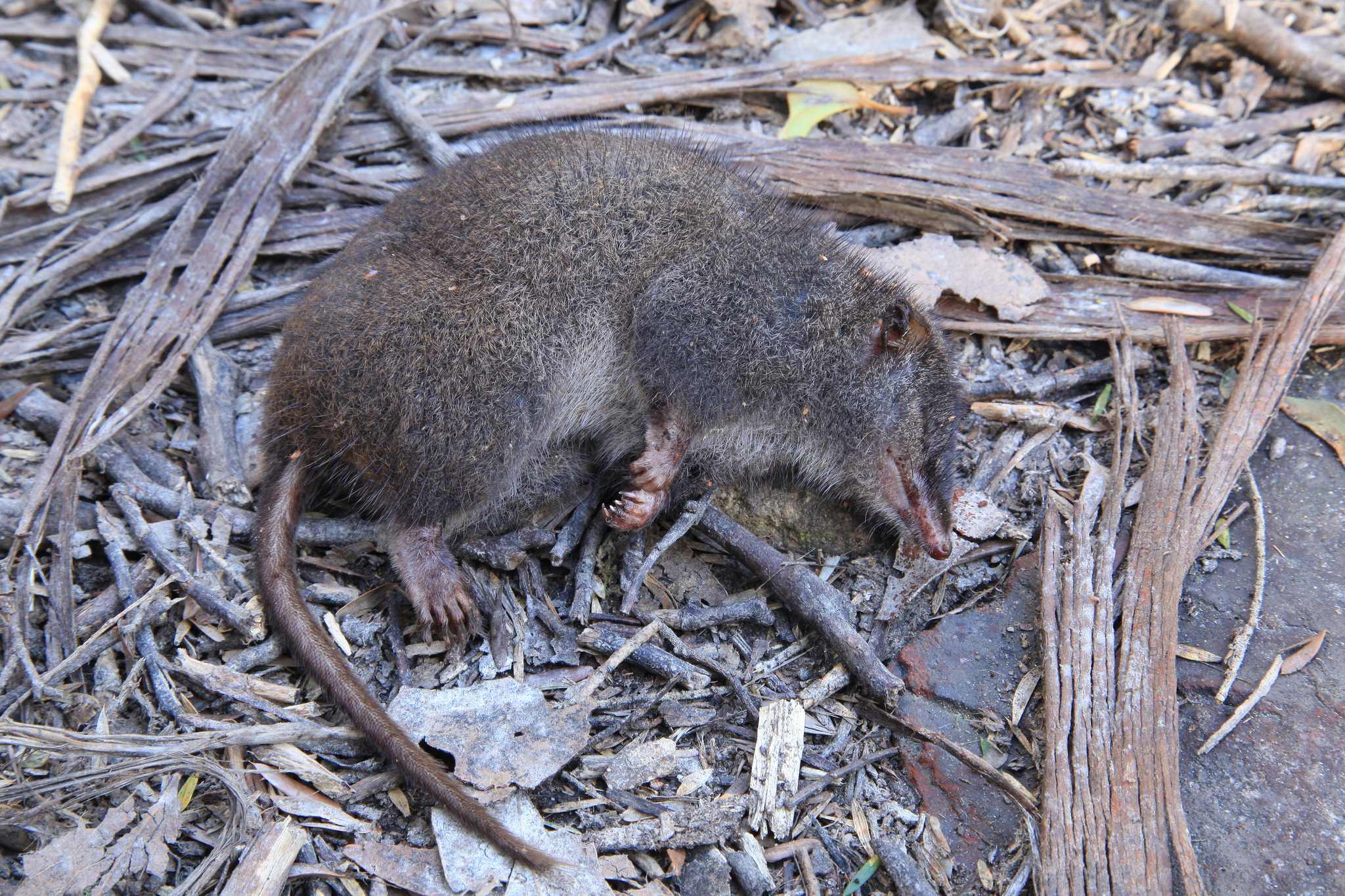 Tasman Peninsula Dusky Antechinus photo 2