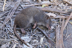 Tasman Peninsula Dusky Antechinus photo 1