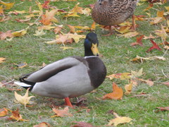 Anas platyrhynchos