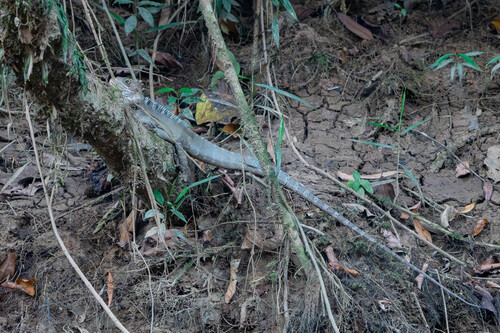 Gariau Forest Dragon
