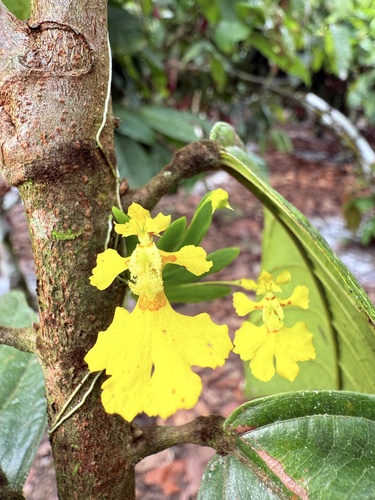 Erycina glossomystax, 2025-10-13