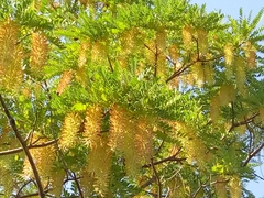 Alvaradoa amorphoides