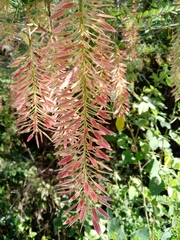 Alvaradoa amorphoides