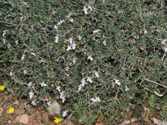 Teucrium brevifolium