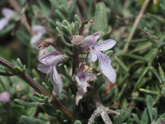 Teucrium brevifolium