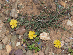 Fumana arabica