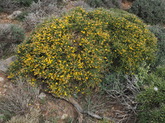 Genista acanthoclada