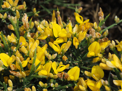 Genista acanthoclada