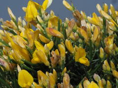 Genista acanthoclada