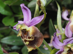 Ophrys fuciflora maxima