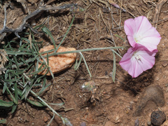 Convolvulus oleifolius