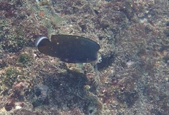 Chaetodon nigropunctatus