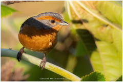 Microspingus erythrophrys