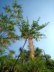 Alvaradoa amorphoides