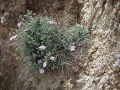 Convolvulus oleifolius