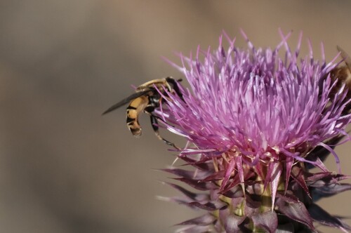 Unknown species found near Davis County, UT, USA