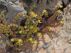 Sedum praesidis
