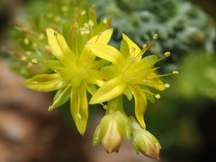 Sedum praesidis