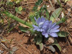 Cichorium pumilum