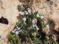 Ononis reclinata