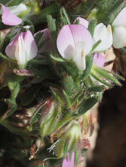 Ononis reclinata
