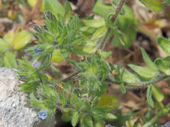 Echium parviflorum