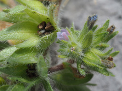 Echium parviflorum