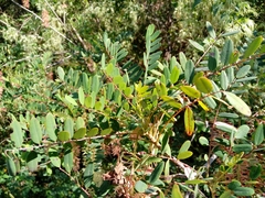 Alvaradoa amorphoides